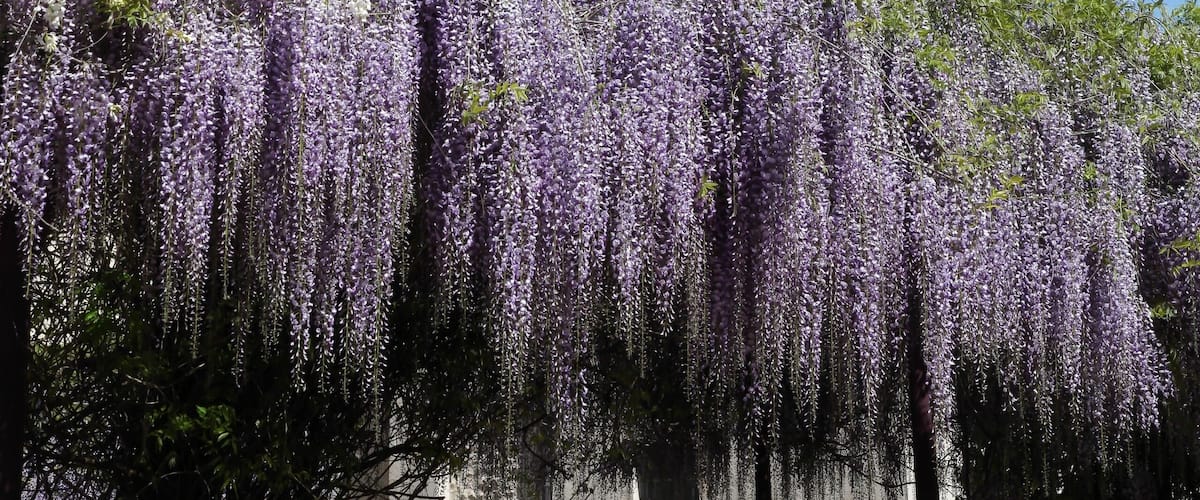 A historic tower with arched windows and a bell tower, surrounded by purple wisteria vines.