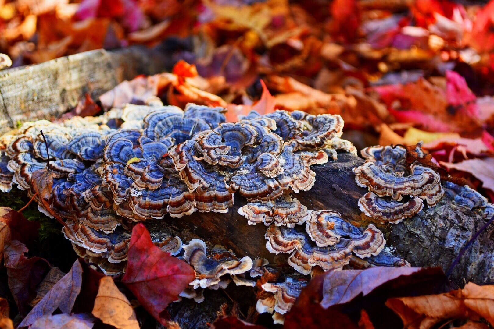 Fungus growing in the shaded autumn forests of Maine