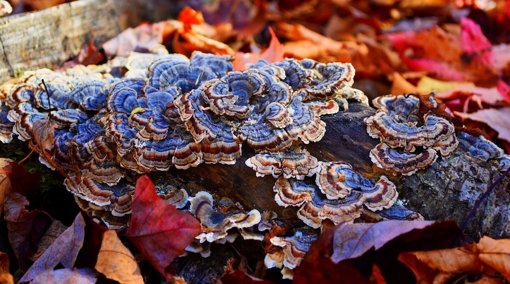 Fungus growing in the shaded autumn forests of Maine