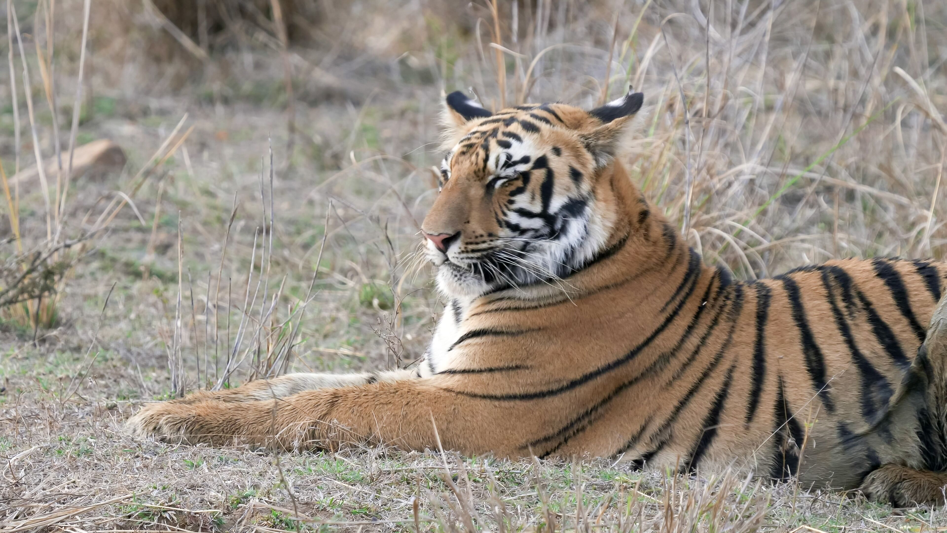 close up of a young tiger cub laying down at tadoba tiger reserve in india