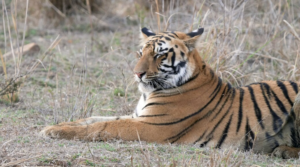 close up of a young tiger cub laying down at tadoba tiger reserve in india