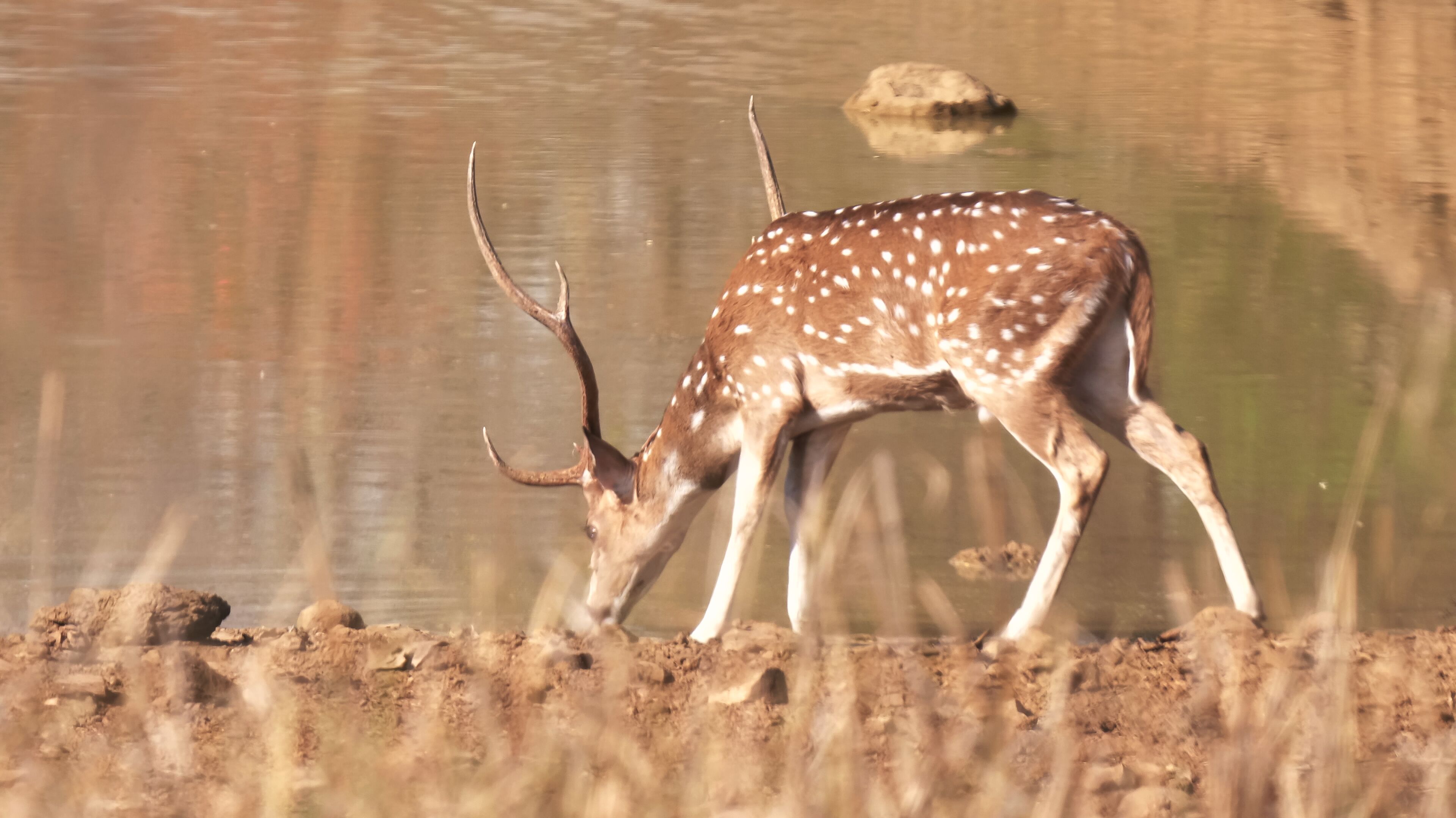 spotted deer drinking from a waterhole at tadoba