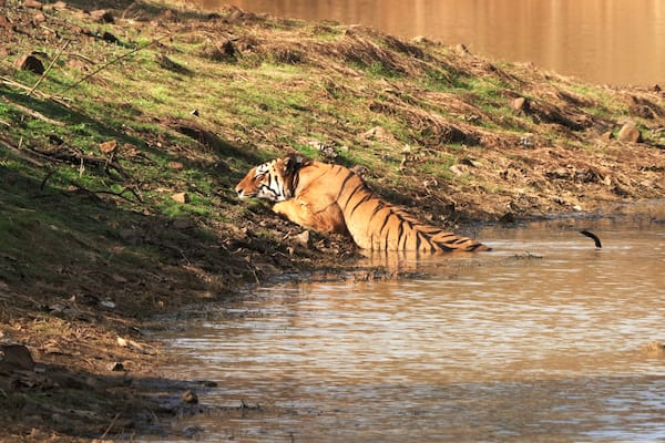 Un tigre dans une étendue d’eau peu profonde, entourée d’une zone herbeuse et de rochers.