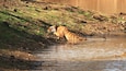 Tadoba Andhari Nationalpark