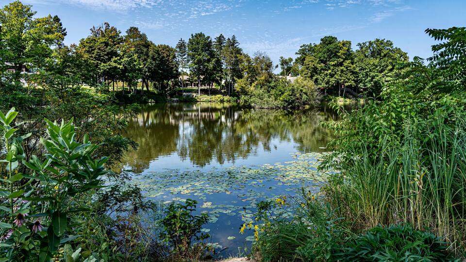 A serene pond surrounded by lush greenery and trees.