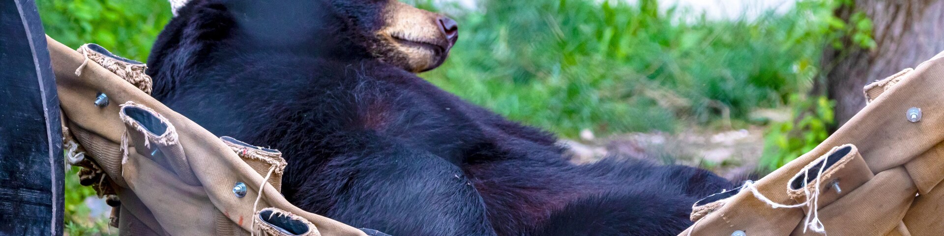 Miller Zoo, Frampton, Qc