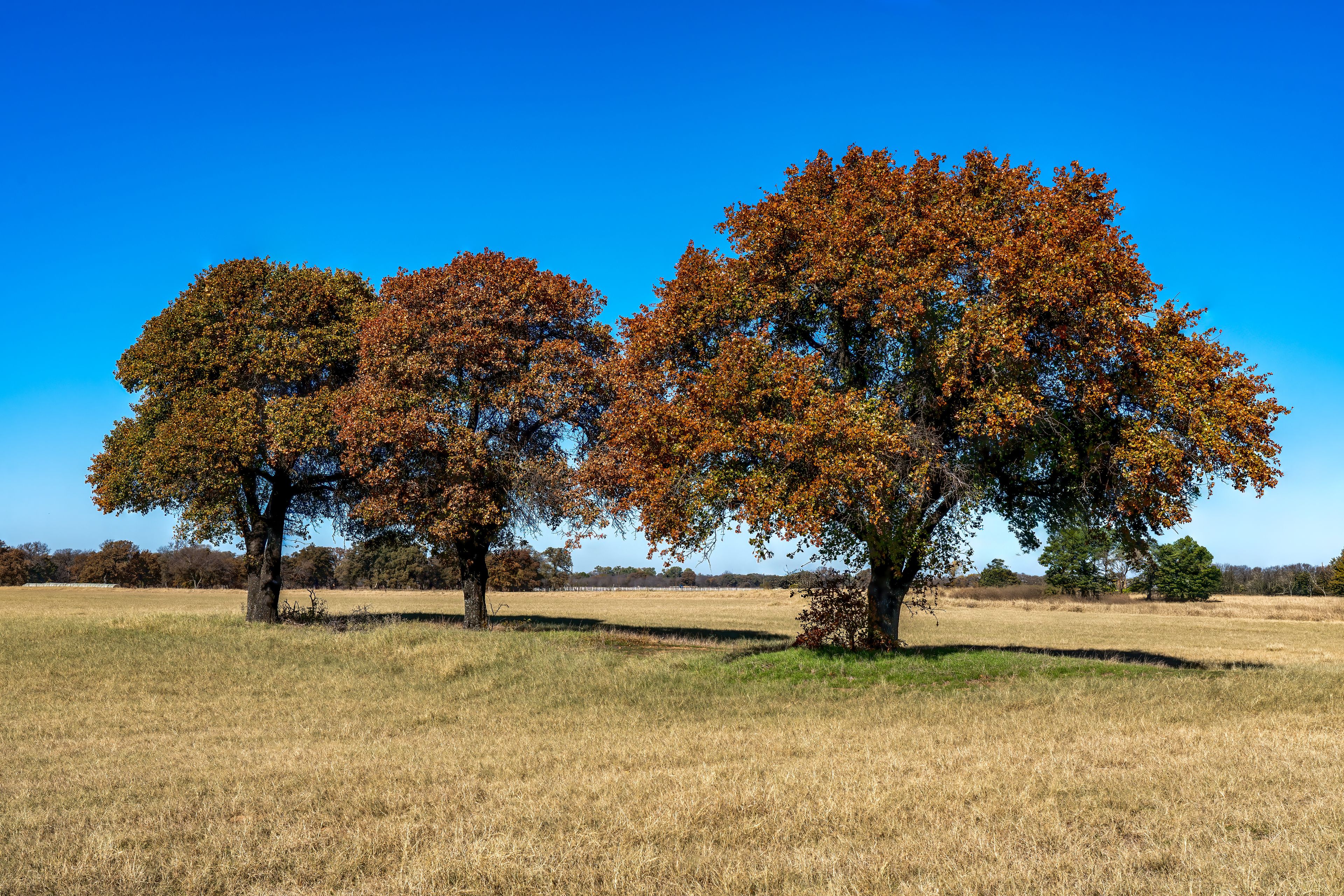 Un campo con tres árboles de follaje otoñal.