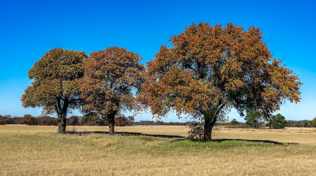 Un campo con tres árboles de follaje otoñal.