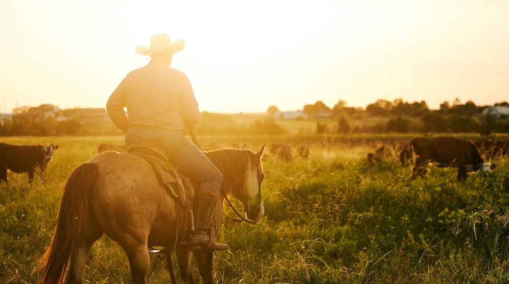 Una persona montando a caballo en un campo con vacas al fondo.
