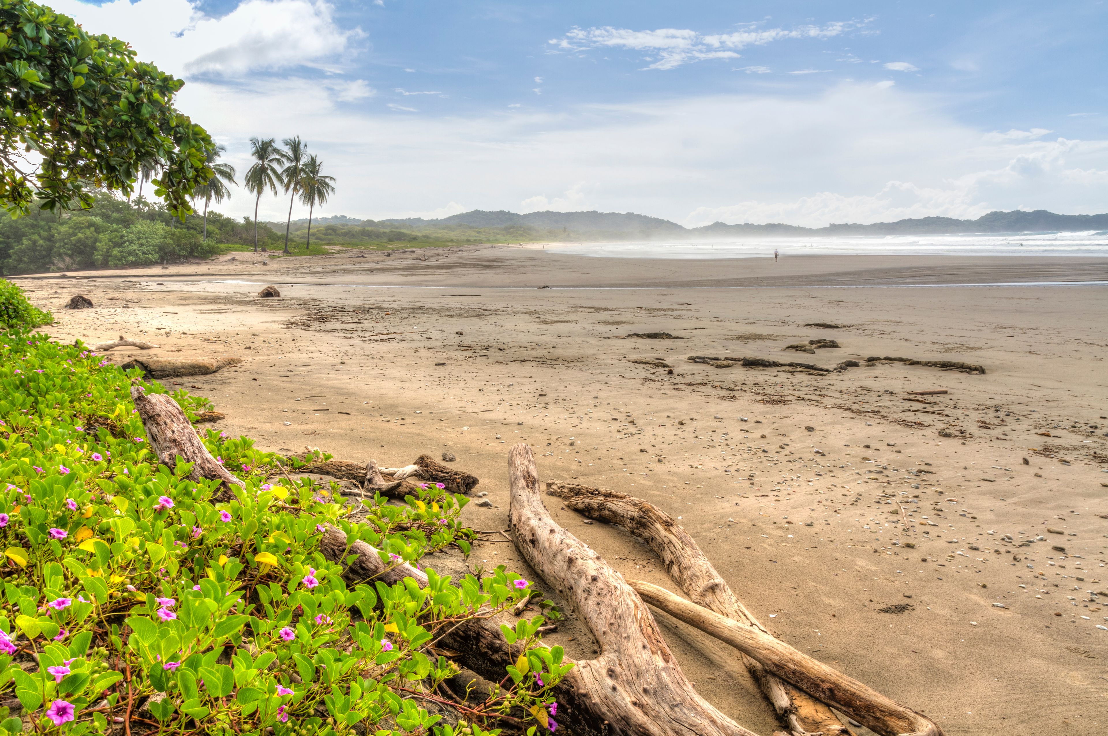 Una playa con ramas de madera dispersas, follaje verde y una vista distante del océano.