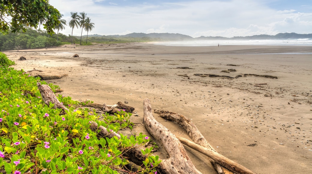 Una playa con ramas de madera dispersas, follaje verde y una vista distante del océano.