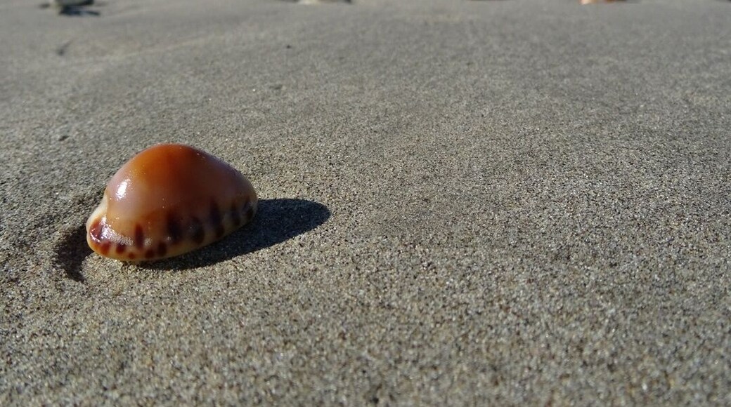 A shell's eye view of the waves lapping in from the Pacific onto the pristine sands of Playa Guiones.
We stayed in Guiones, within a few minutes walk to the beach. With our rental car, we were close to several beaches, each with their own distinct character. Playa Guiones is popular with surfers.
#BeachBound