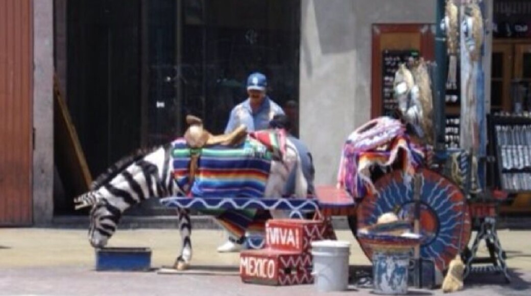 I walked into mexico to see these zebra donkeys, but forgot to change any money, so I didn't buy anything. If it was for the hours long line to walk out of Mexico, I'd wonder if I went at all.