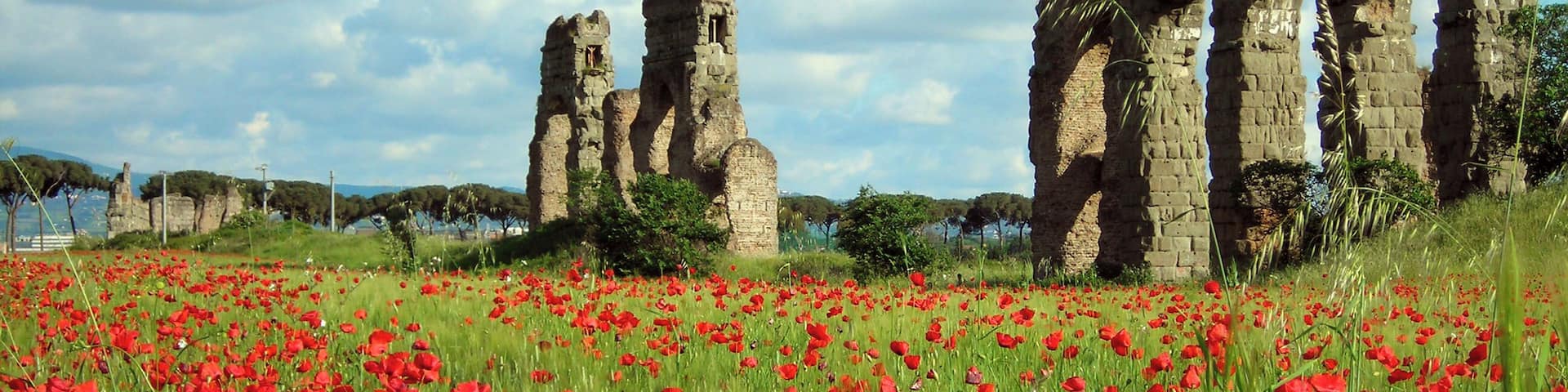 A myriad of poppies in Rome. Near Quarto Miglio, Rome.