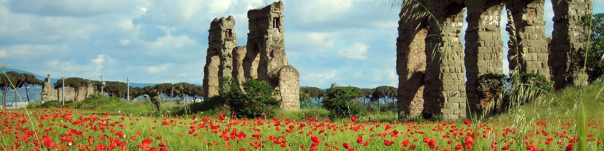 A myriad of poppies in Rome. Near Quarto Miglio, Rome.