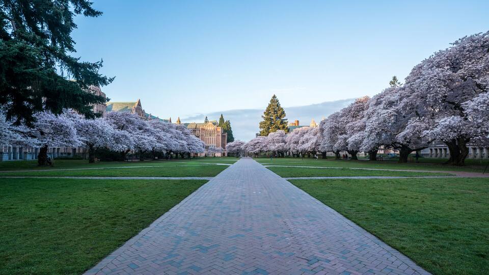 A pathway lined with cherry blossom trees leading to a historic building.