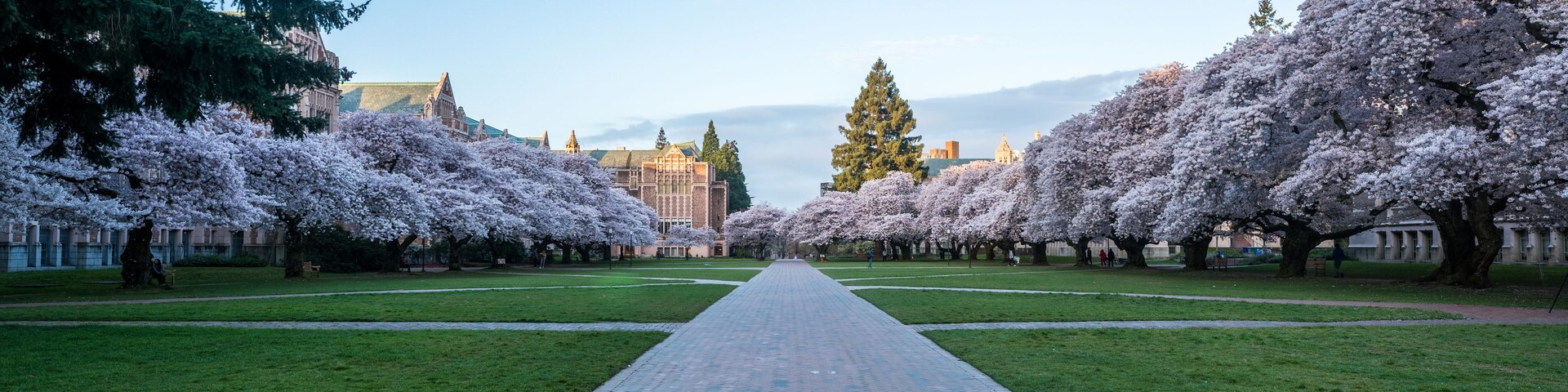 University of Washington Cherry Blossom landscape