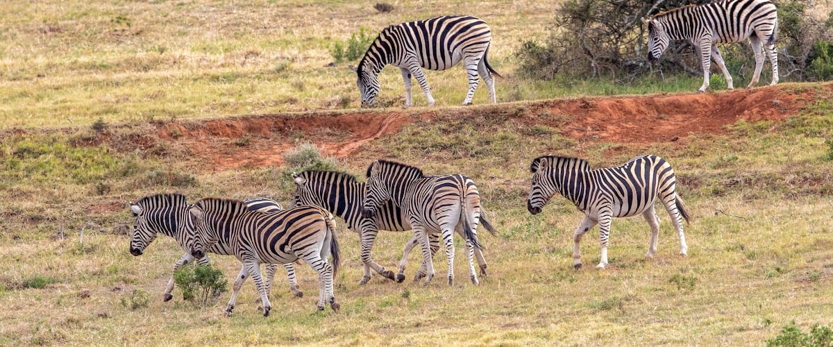 Plains Zebra, Addo Elephant National Park