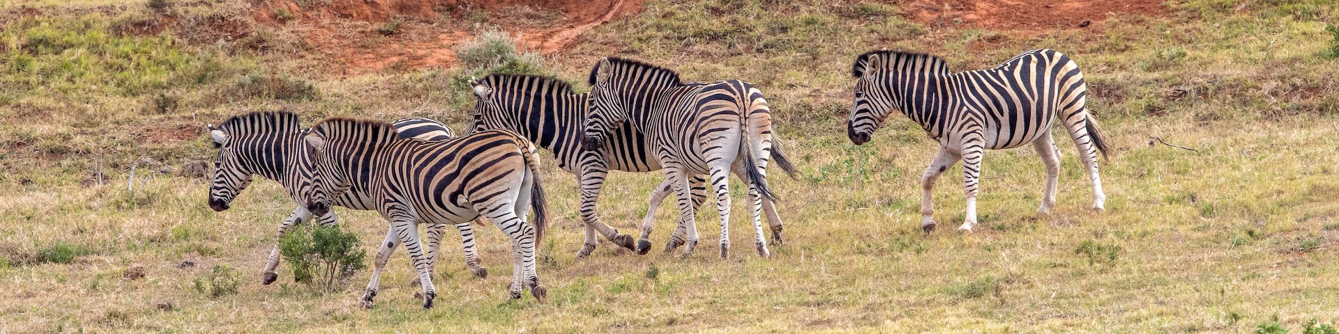 Plains Zebra, Addo Elephant National Park