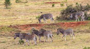 Plains Zebra, Addo Elephant National Park