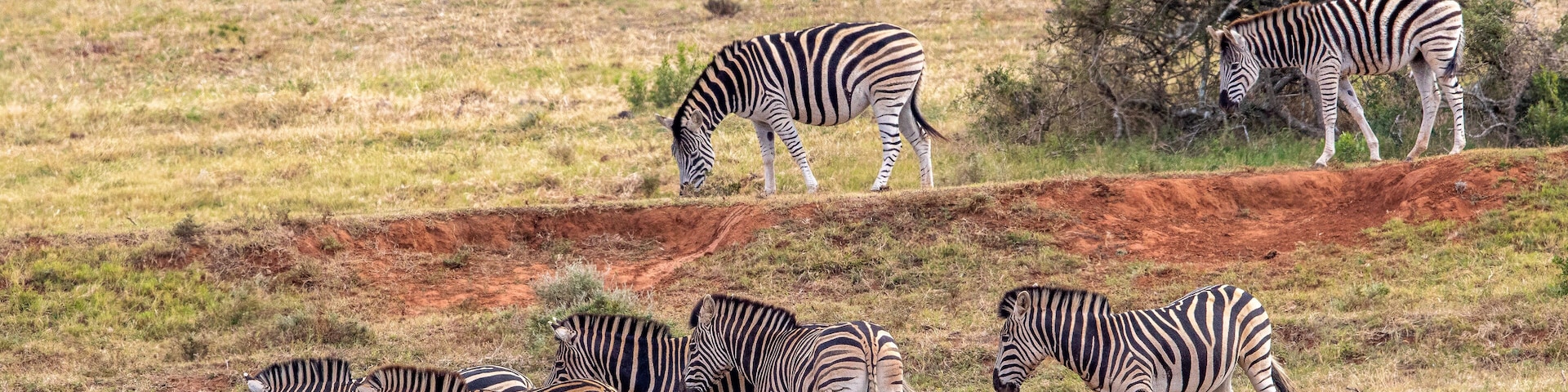 Plains Zebra, Addo Elephant National Park