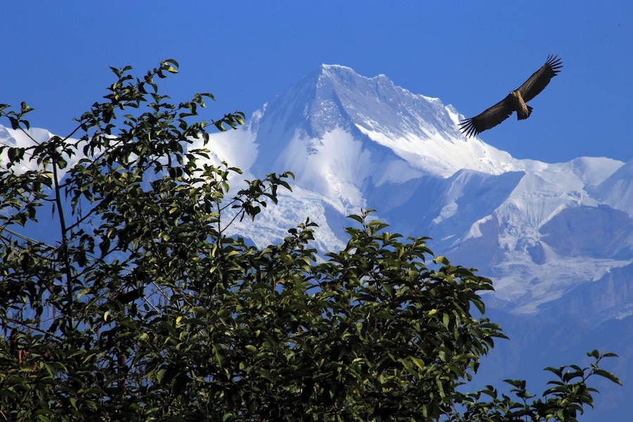 Even 39 people were killed by snowstorms and avalanches on and around Annapurna Region in October 2014, Annapurna II (7937 m) is not selfish to show its beauty to people in Sarangkot. You must definitely book a paragliding flight to see this beauty from above. You can even feed the hawk while fying. #LifeAtExpedia