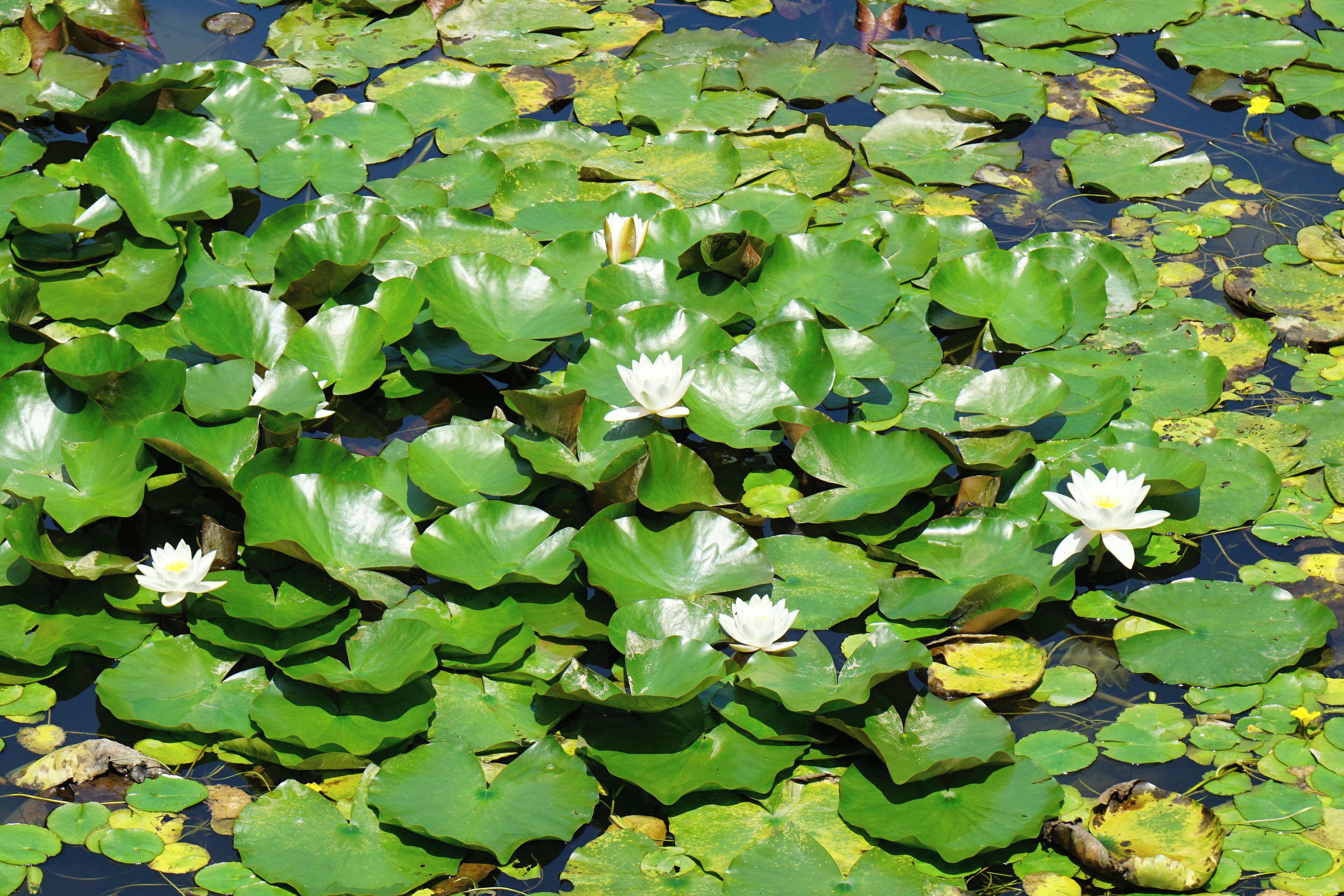 Rokkō Alpine Botanical Garden in Kobe, Hyogo prefecture, Japan