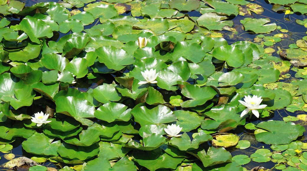 Rokkō Alpine Botanical Garden in Kobe, Hyogo prefecture, Japan