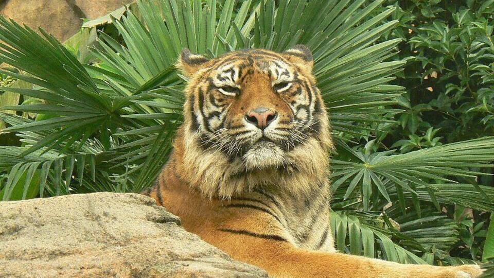 a tiger in Yagiyama zoo
