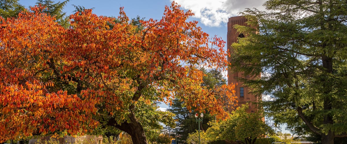 Bathurst War Memorial Carillon which includes a garden and autumn leaves