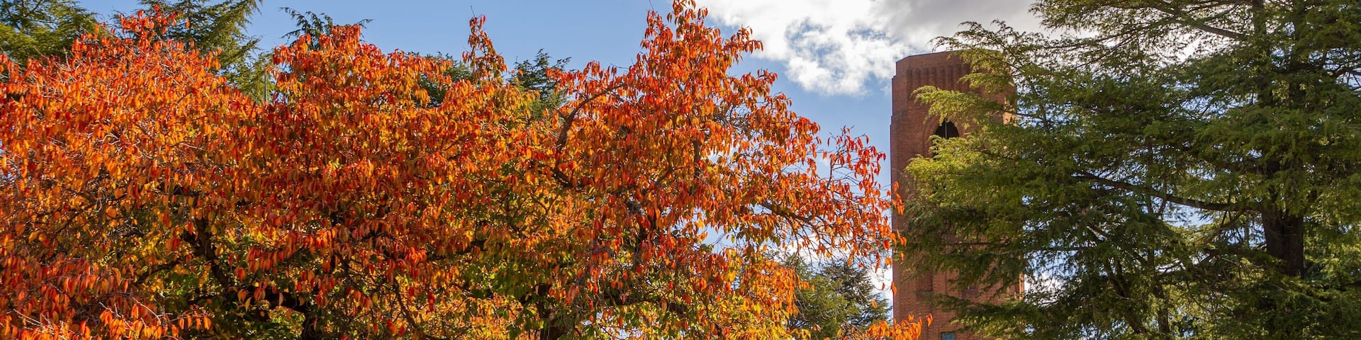Bathurst War Memorial Carillon which includes a garden and autumn leaves