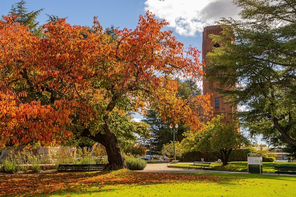 Bathurst War Memorial Carillon which includes a garden and autumn leaves