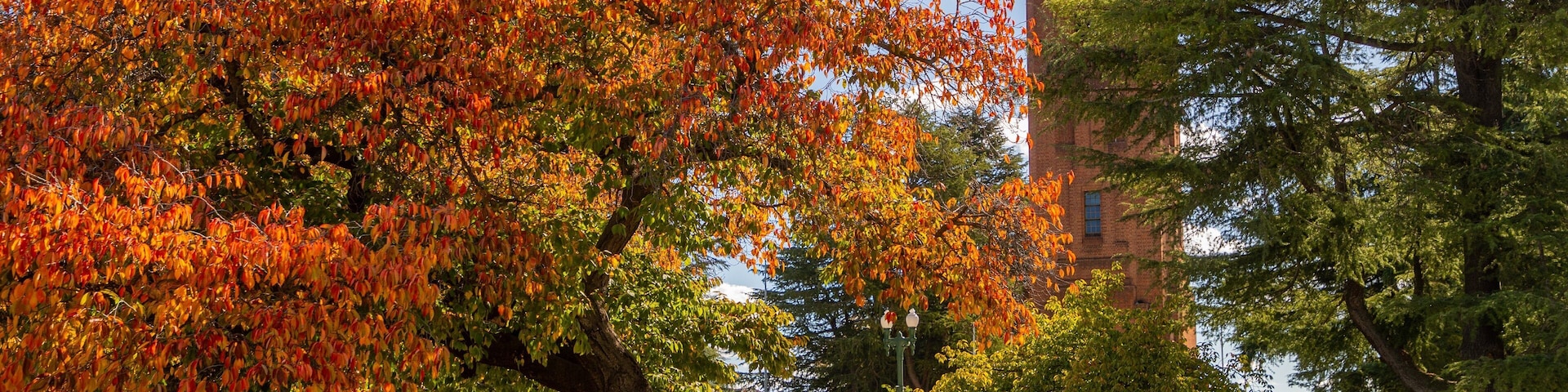 Bathurst War Memorial Carillon which includes a garden and autumn leaves