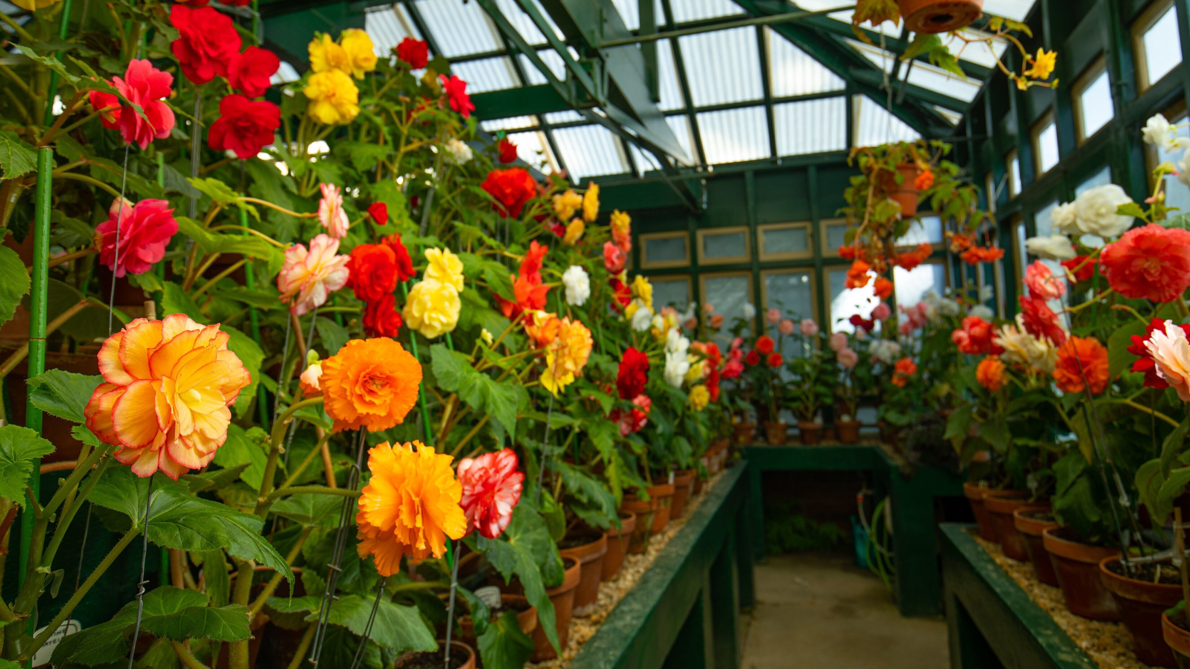 Machattie Park featuring flowers, interior views and a garden