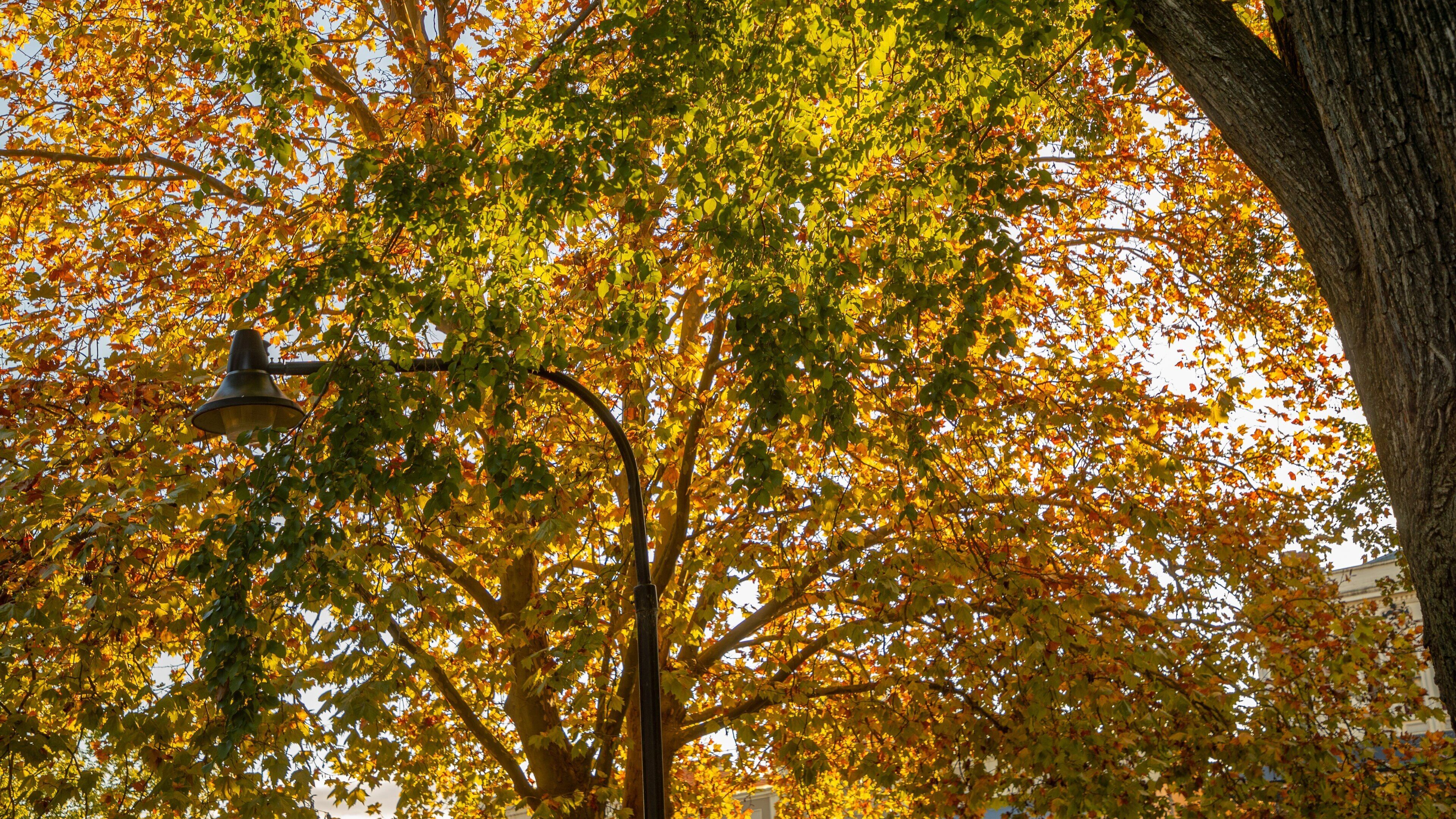 Machattie Park which includes autumn leaves
