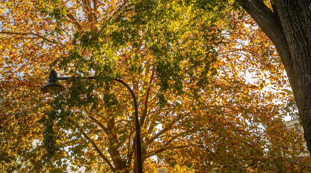 Machattie Park which includes autumn leaves