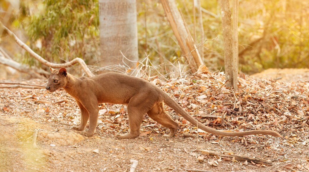 Madagascar fossa. Apex predator, lemur hunter. Side view, fossa male with long tail in natural habitat of dry forest. Shades of brown and orange. Endangered wild animal. Kirindy Forest, Madagascar.