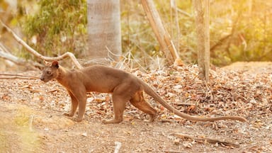 Madagascar fossa. Apex predator, lemur hunter. Side view, fossa male with long tail in natural habitat of dry forest. Shades of brown and orange. Endangered wild animal. Kirindy Forest, Madagascar.