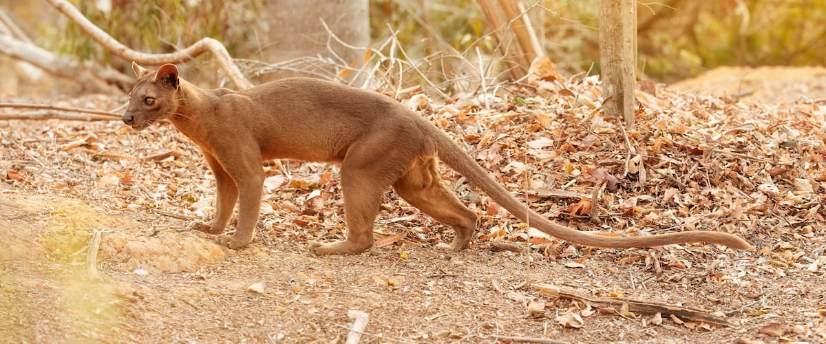 A kangaroo in a dry, leaf-covered forest.