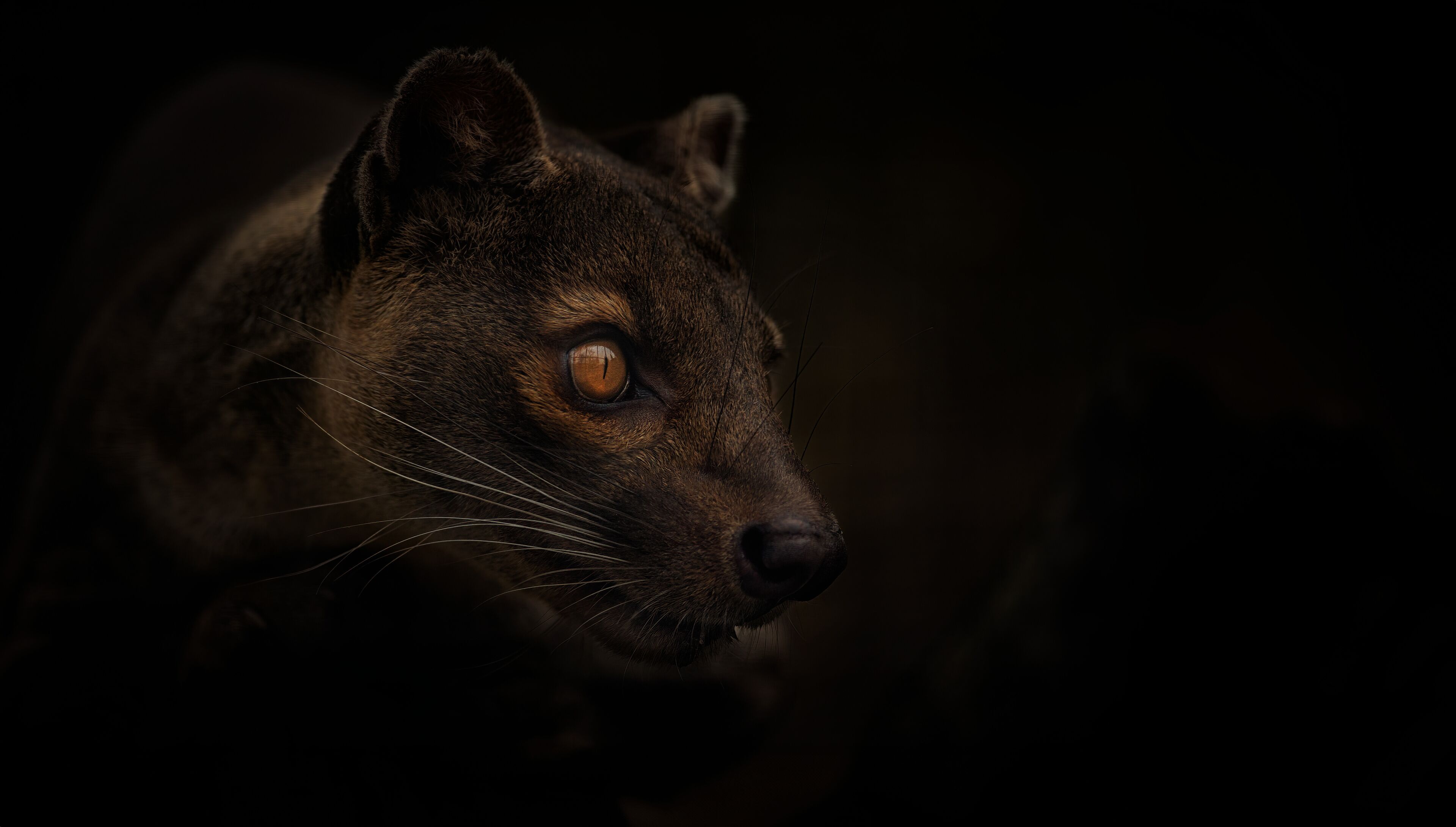 Rare fosa Cryptoprocta ferox stares and watches around him.