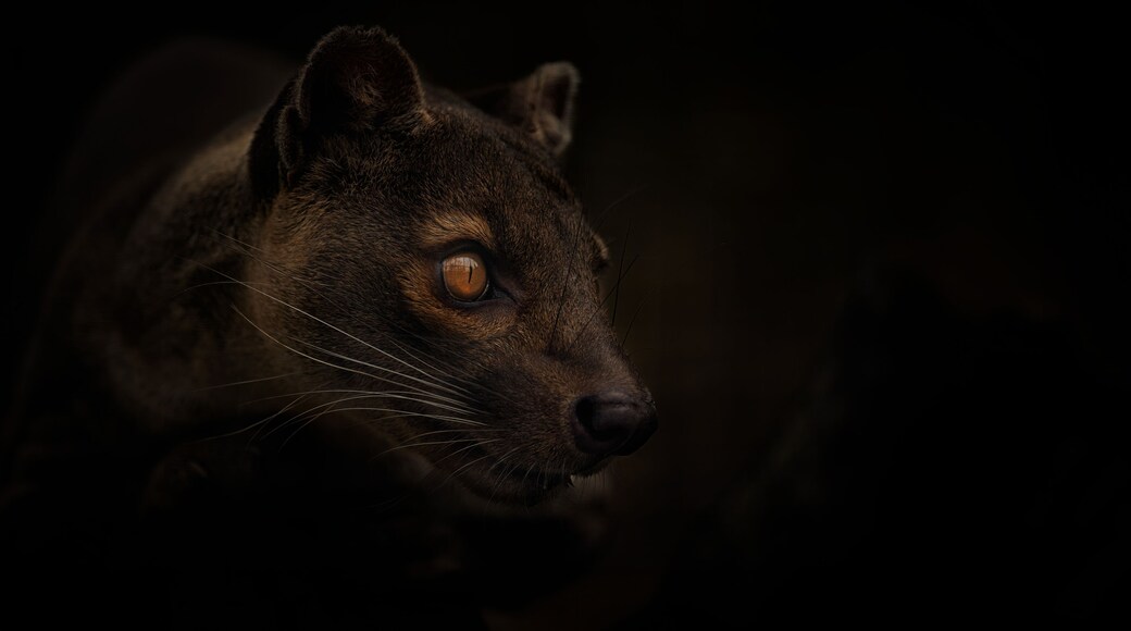 Rare fosa Cryptoprocta ferox stares and watches around him.