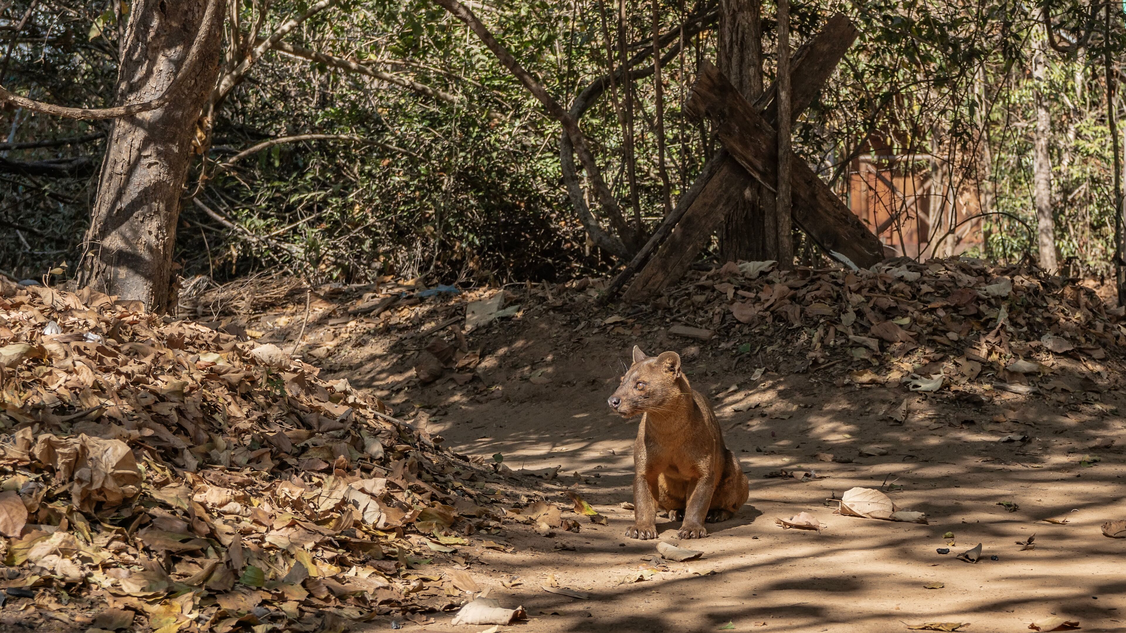 The unique predator of Madagascar, fossa, sits on a dirt track in the forest, looking carefully away. Glossy brown fur, muscular clawed paws, shiny eyes. Kirindy forest.