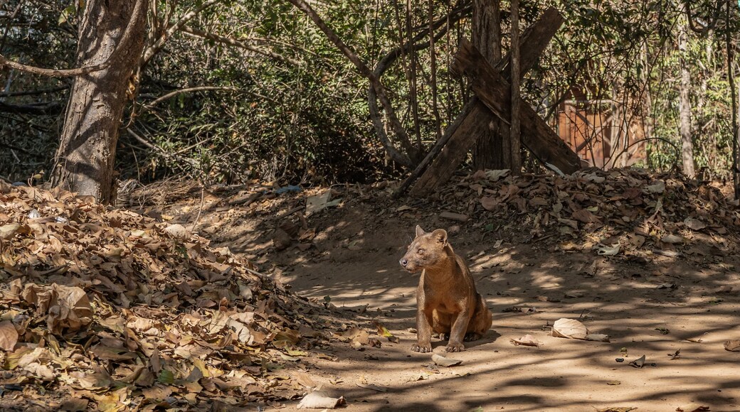 The unique predator of Madagascar, fossa, sits on a dirt track in the forest, looking carefully away. Glossy brown fur, muscular clawed paws, shiny eyes. Kirindy forest.