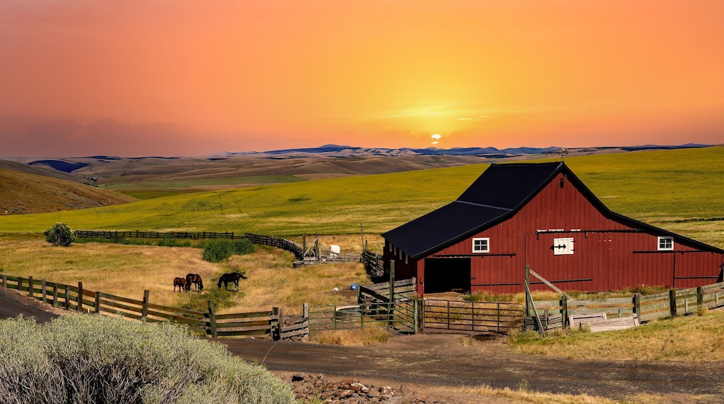 A very red barn at sunset, horses and a wheat field near Ruggs, Oregon