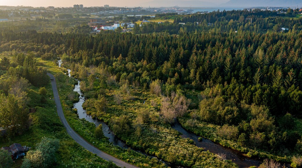 Aerial view of lush coniferous trees growing near brook