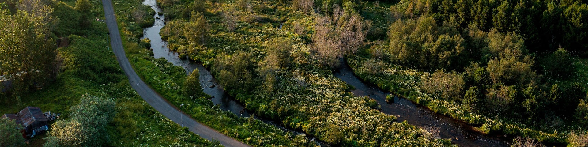Aerial view of lush coniferous trees growing near brook