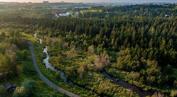Aerial view of lush coniferous trees growing near brook