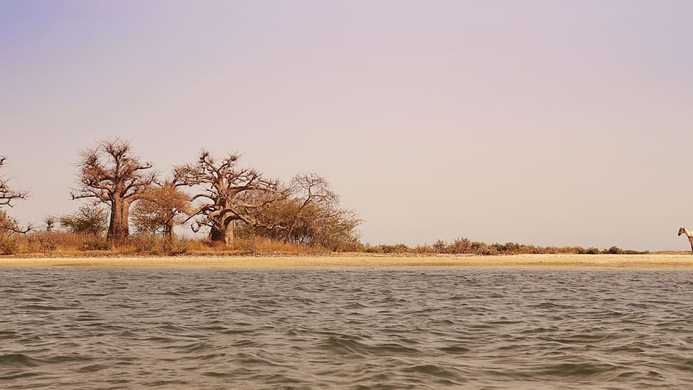 Parc national du delta du Sine Saloum (Sénégal)