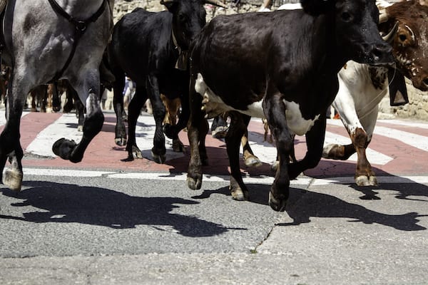 Bulls in confinement