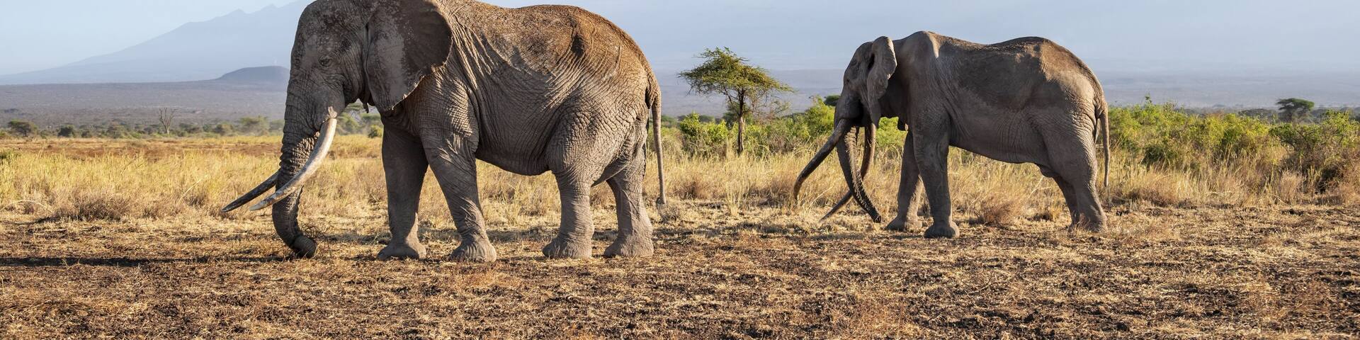 Two African elephants (Loxodonta africana) in a picturesque savanna landscape with the summit of Mount Kilimanjaro, the famous Super Tusker elephant Craig with his friend Pascal, old male with long tusks, in the evening light, Kajiado County, Kenya